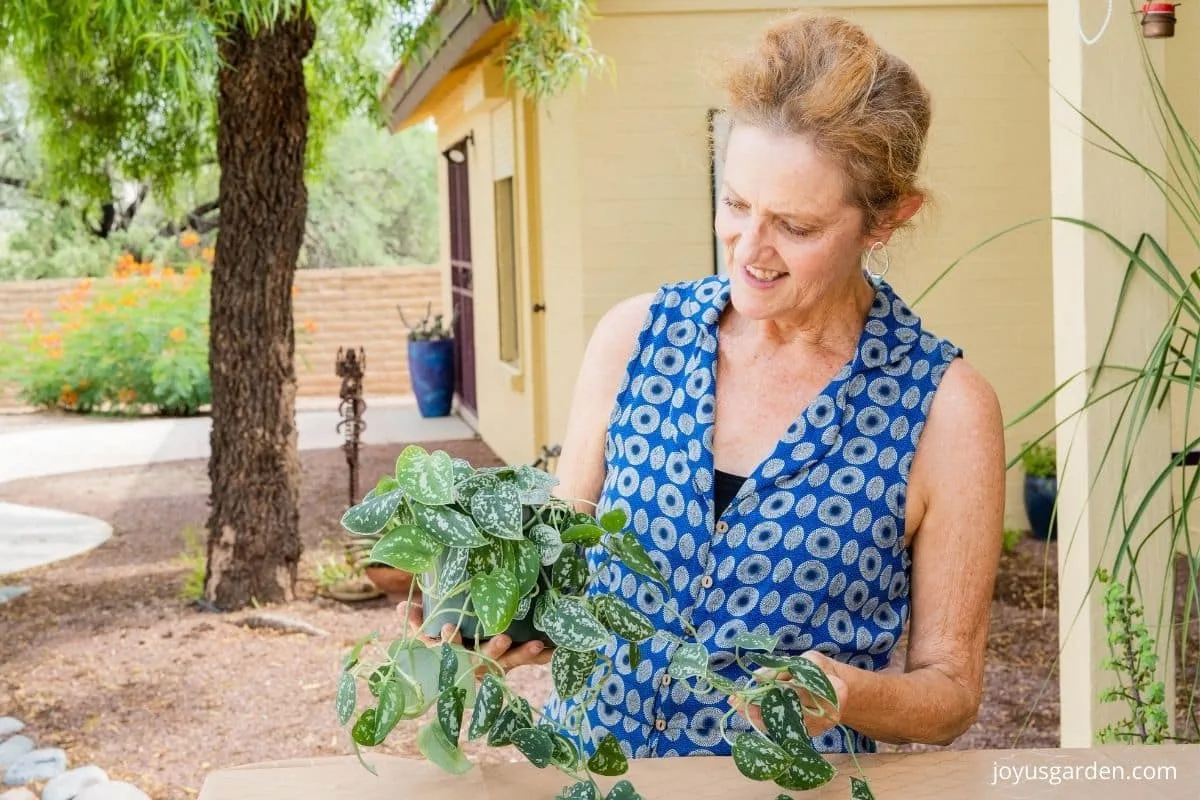 a woman holds a scindapsus pictus satin pothos plant with long trails outdoors