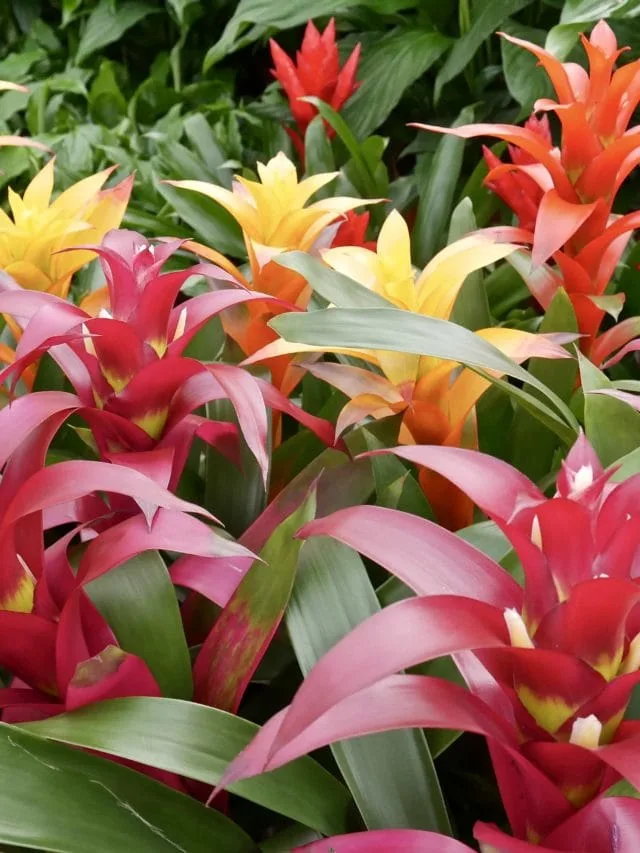 How to Care for Guzmania Bromeliad