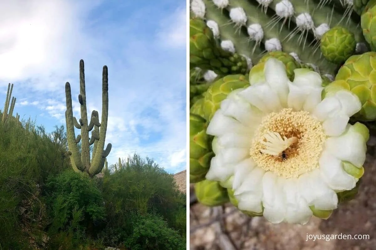 mature saguaro cactus with multiple arms and close up of a saguaro cactus flower