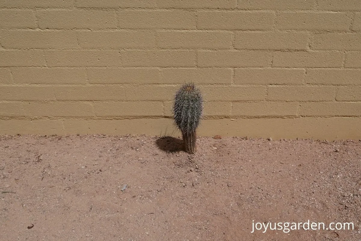 baby saguaro cactus