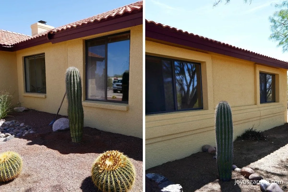 two small saguaro cacti growing in the shade