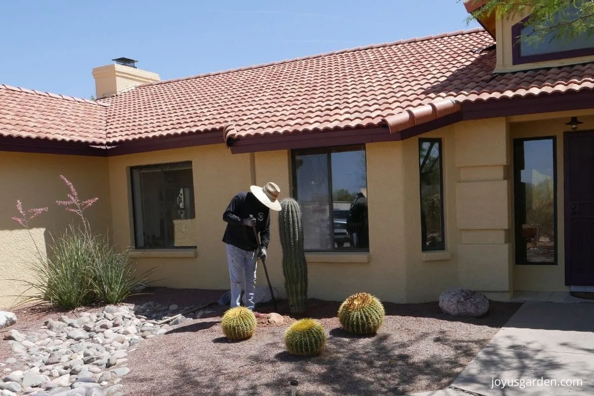 man digging out a saguaro cactus