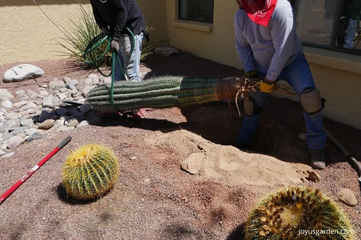 men carrying saguaro cactus