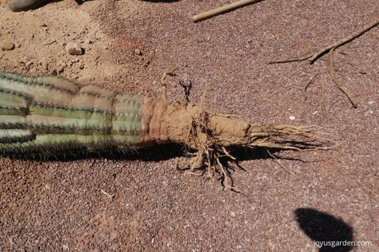 Transplanting Saguaro Cactus