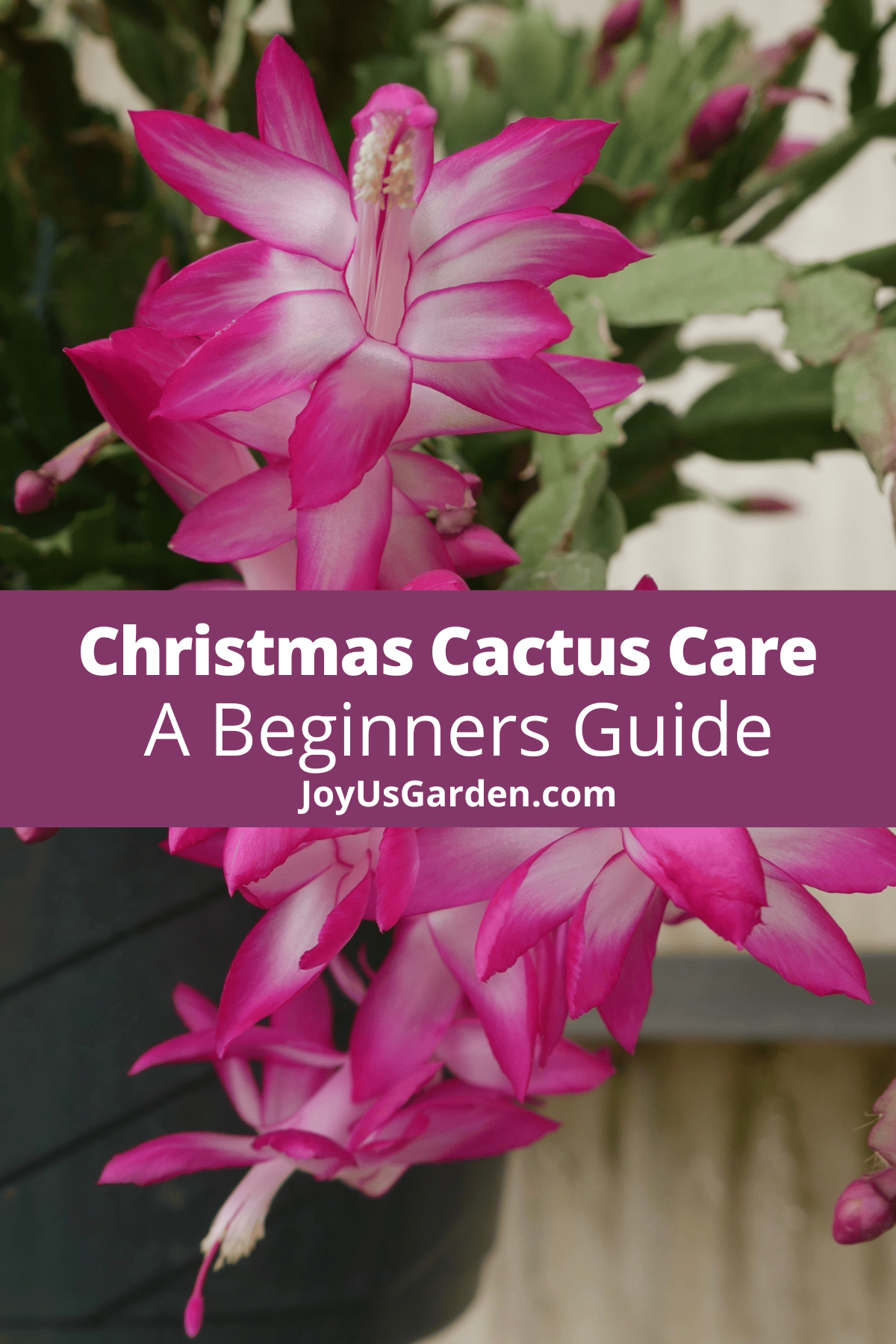 Christmas Cactus Care: How To Grow This Long-Lasting Succulent