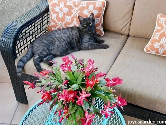 a grey cat lays on a loveseat next to a christmas cactus with red flowers in full bloom