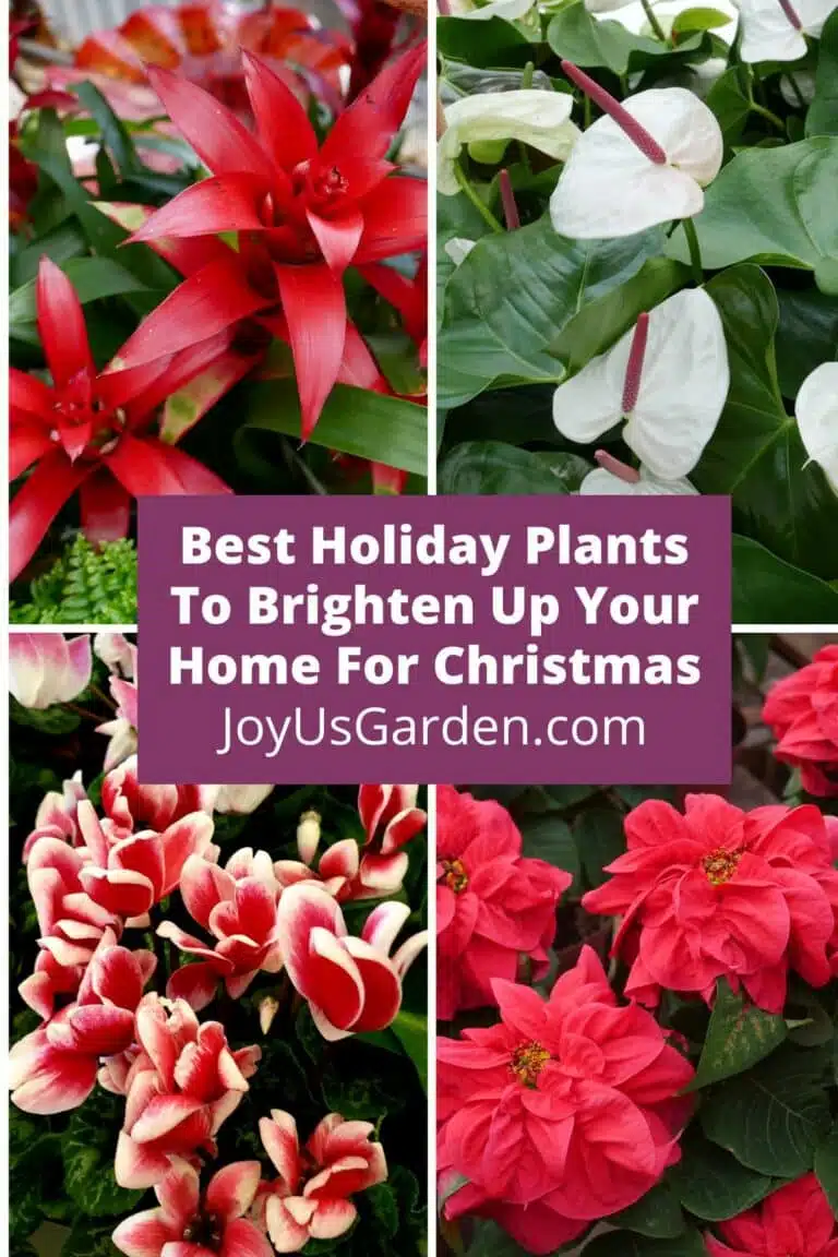 collage of 4 plants, bromeliad anthurium cyclamen and poinsettia text reads best holiday plants to brighten up your home for christmas joyusgarden.com