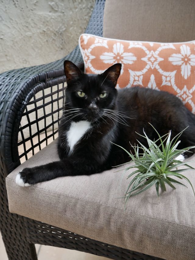 Pet Safe Plants For Your Home