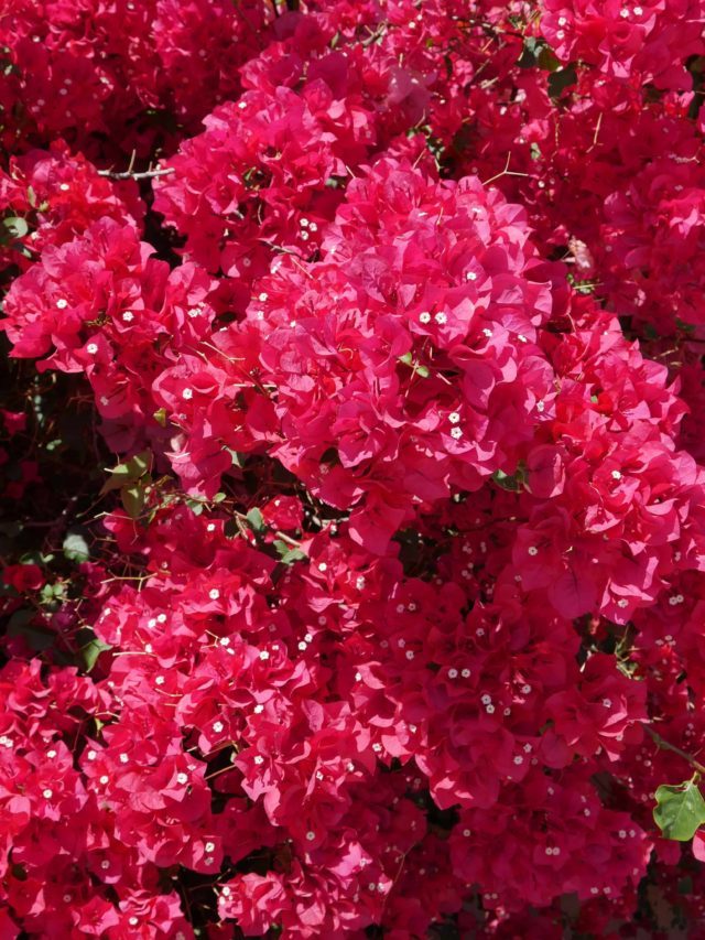 A Guide To Bougainvillea Care In Winter