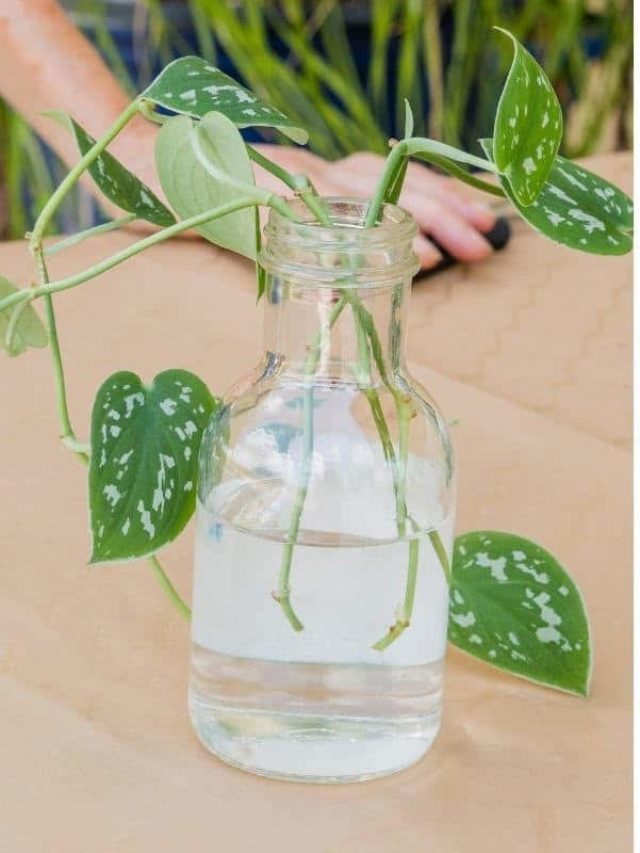 Satin Pothos Propagation & Pruning Guide