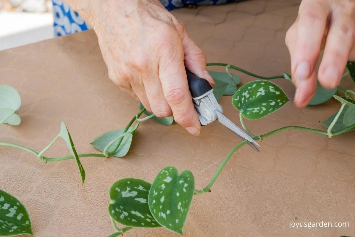 close up of a satin pothos plant with long trails being pruned