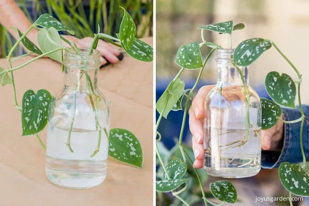 close up of satin pothos vines being propagated in water in 1 photo there are no roots & in the other rroots are showing