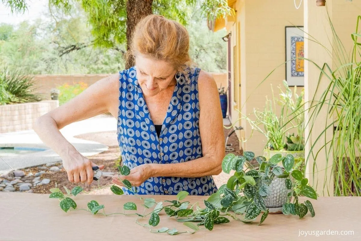 a woman prunes a satin pothos plant with long trails