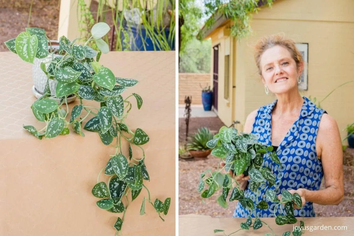 a collage with 2 images of a satin pothos plant 1 shows a close up of the plant & the other a woman holding the plant