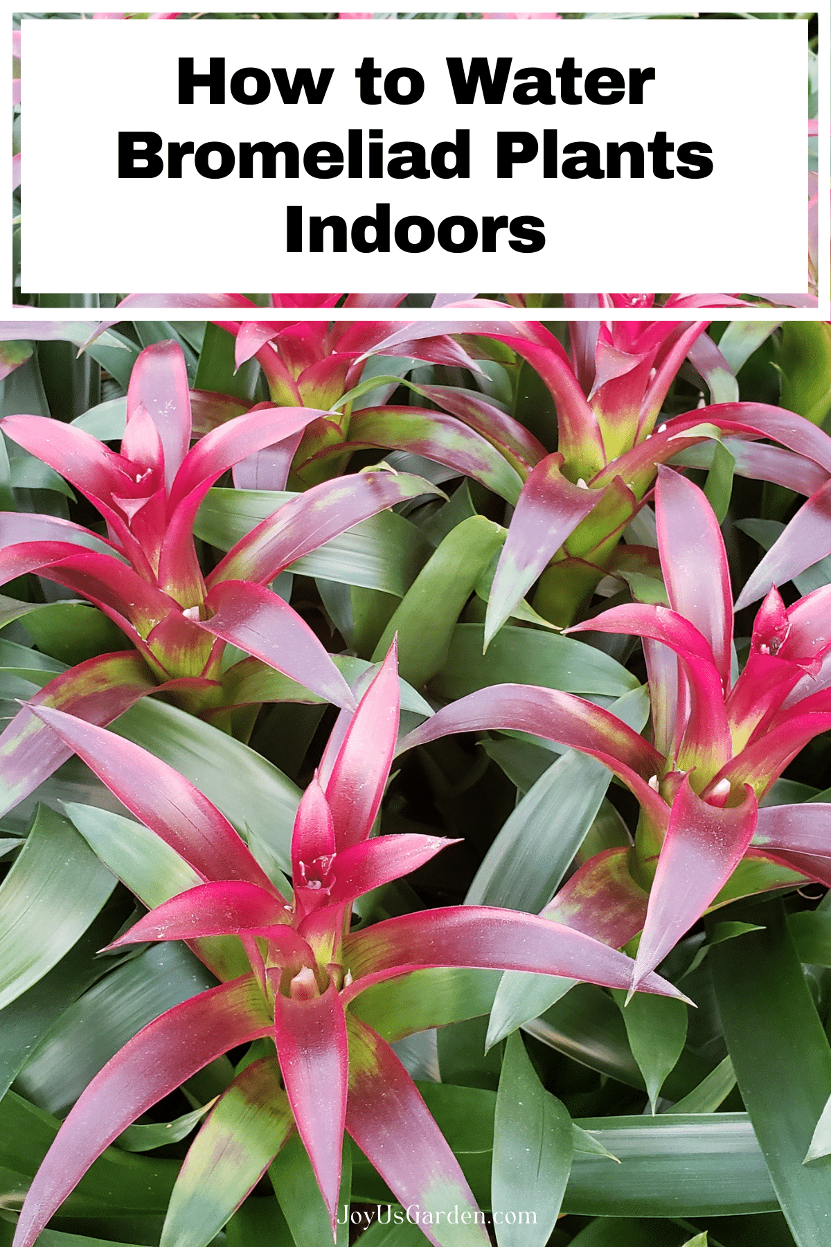 Bromeliad Watering: How to Water Bromeliad Plants Indoors