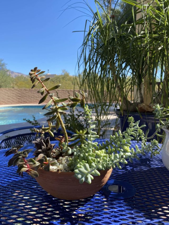 Do Succulents Need Sunlight?