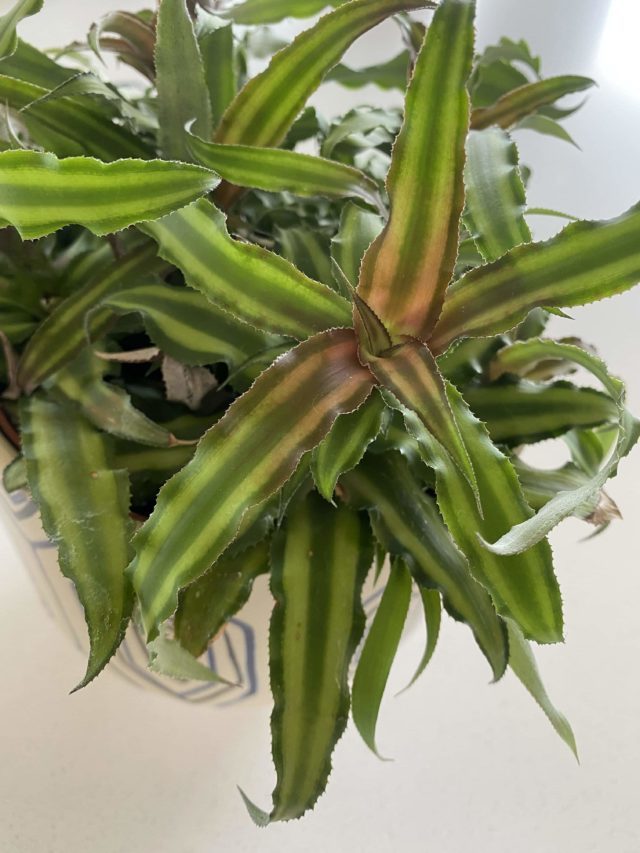 Cryptanthus Bivittatus: Earth Star Care