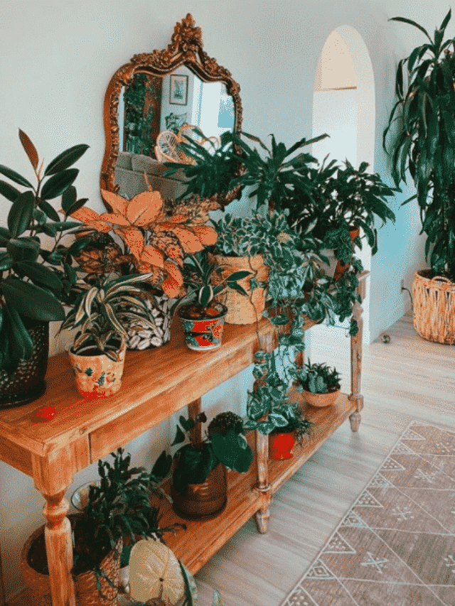 Indoor Plants In Winter Care