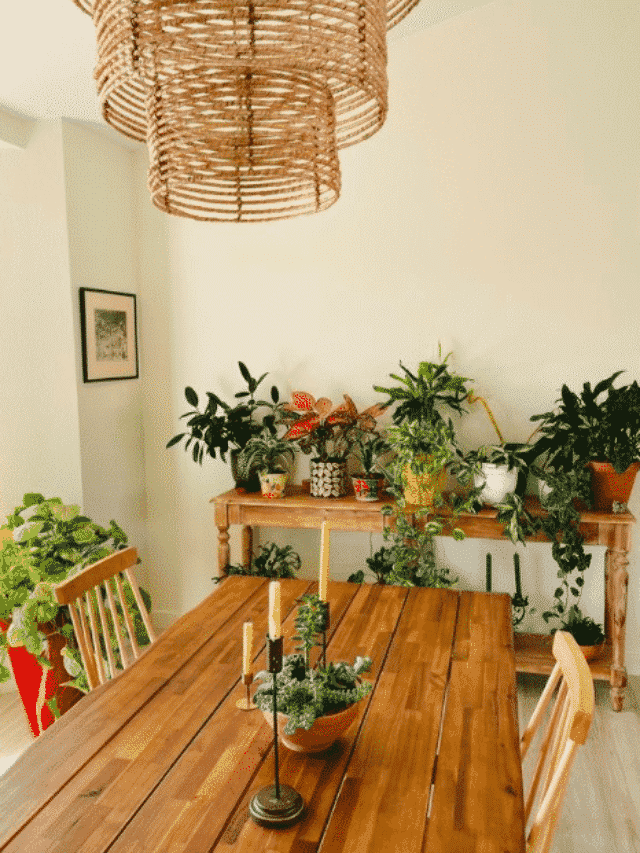 A Beginners Guide To Buying Houseplants