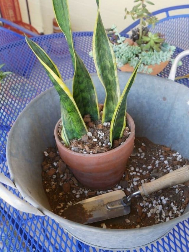 How To Repot Snake Plants