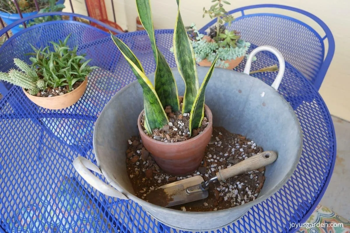 Looking down on 4 newly propagated sansevieria laurentii snake plant leaves in a bin of succulent mix.