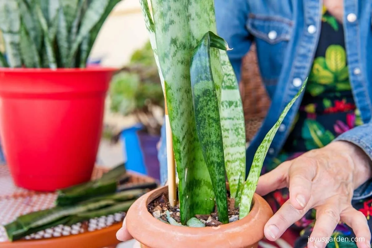 Close up of new sansevieria snake plant babies that grew from propagated snake plant leaf cuttings.