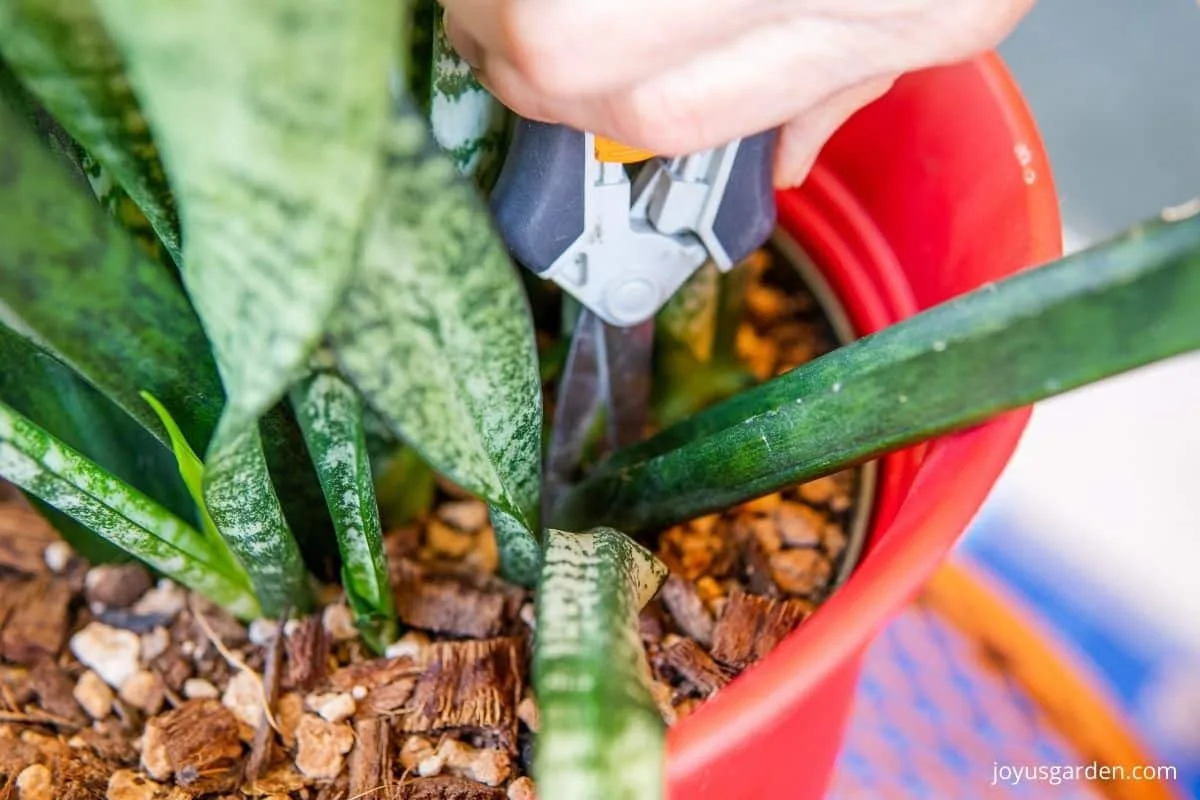 a long dark green snake plant sansevieria leaf is being pruned off at the base