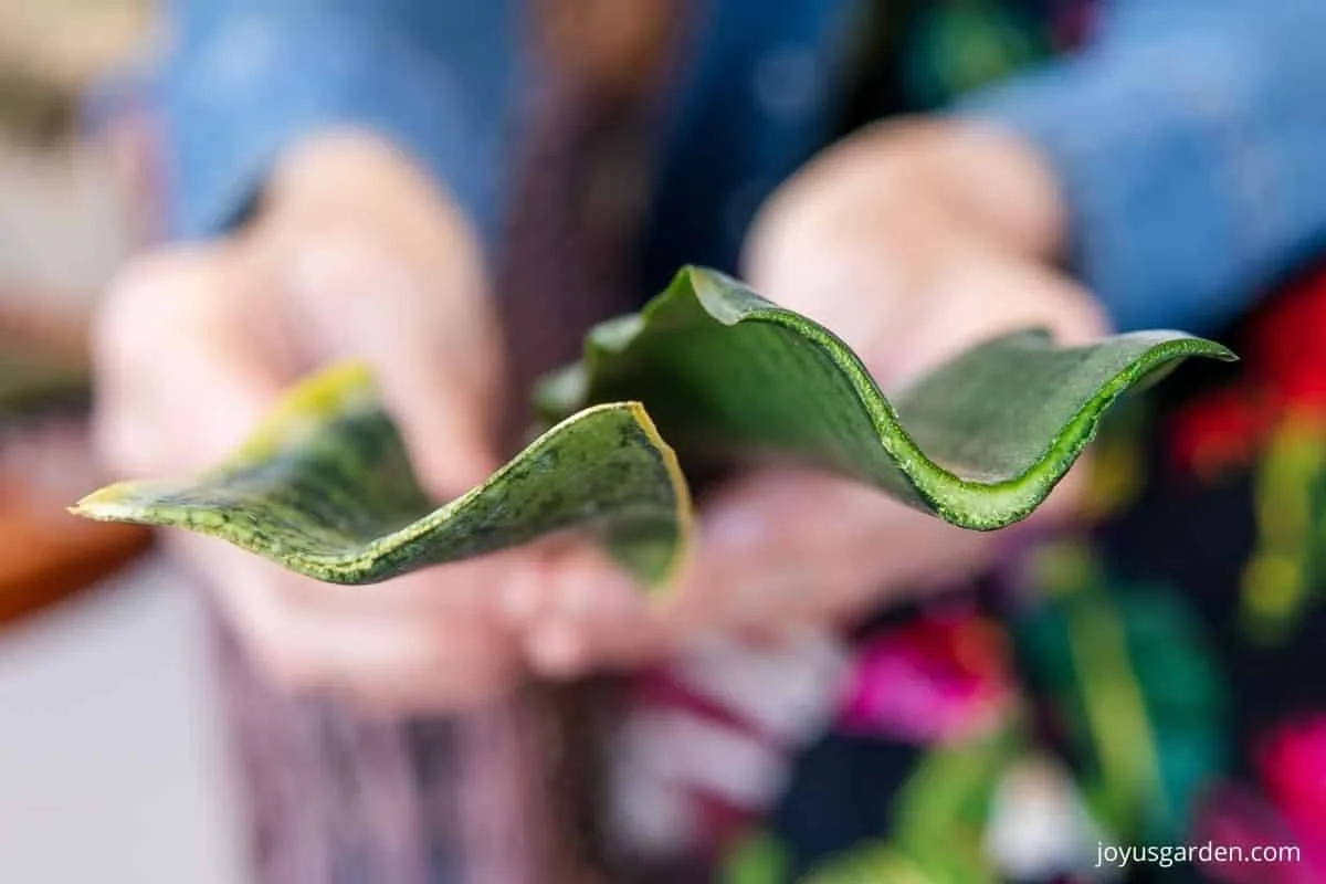 Close up of the cut end of 2 sansevieria snake plant leaves 1 has healed off & the other freshly cut.