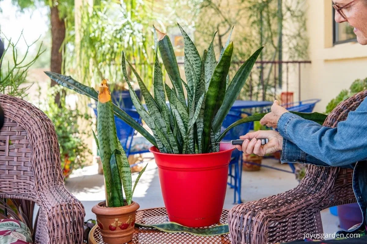 A sansevieria trifasciata snake plant in a red pot with a tall leaf being cut off.