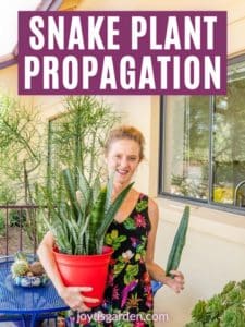 Propagating Snake Plants: Snake Plant Cuttings (2024 Guide)