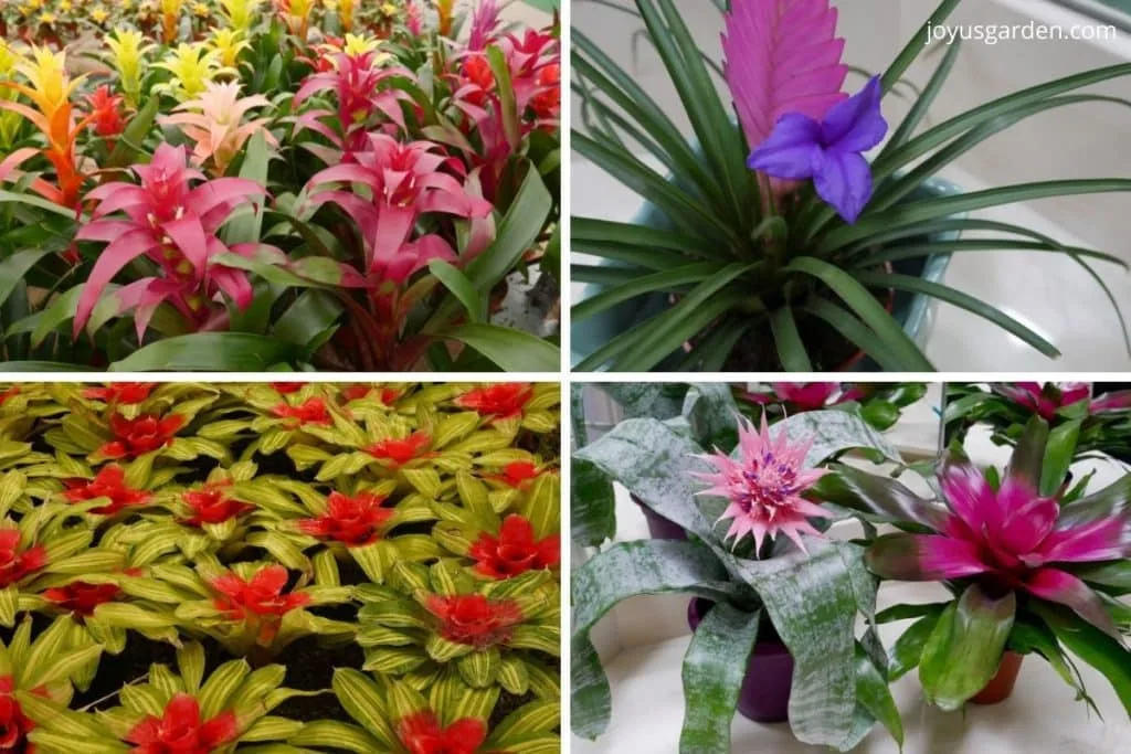 A collage of 4 photos of colorful bromeliad plants.