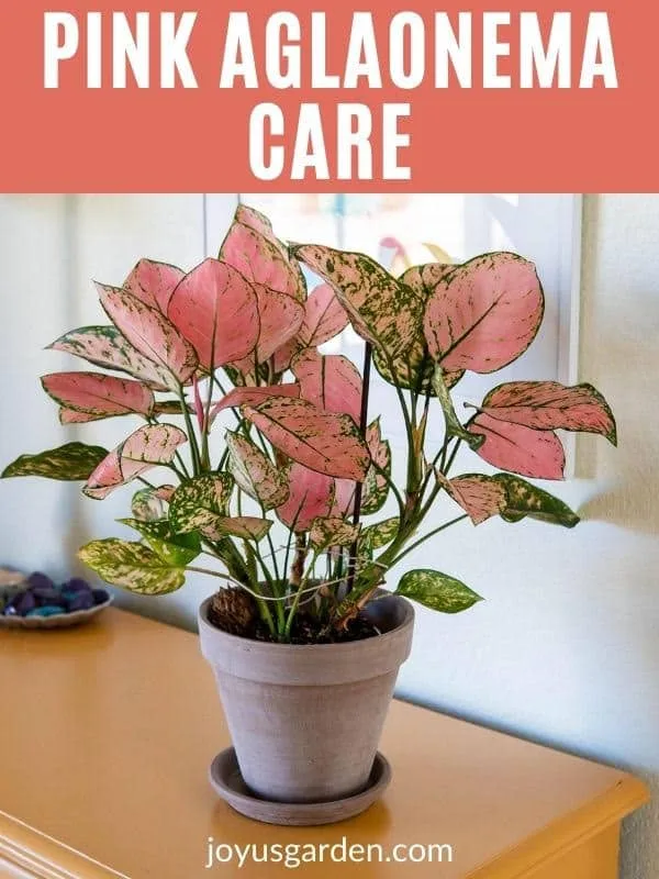 a lady valentine aglaonema with beautiful pink & green foliage in a tan clay pot sits on a mustard colored table the text reads pink aglaonema care