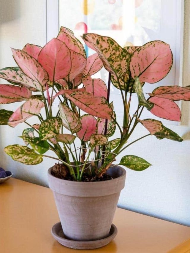 Pink Aglaonema Care