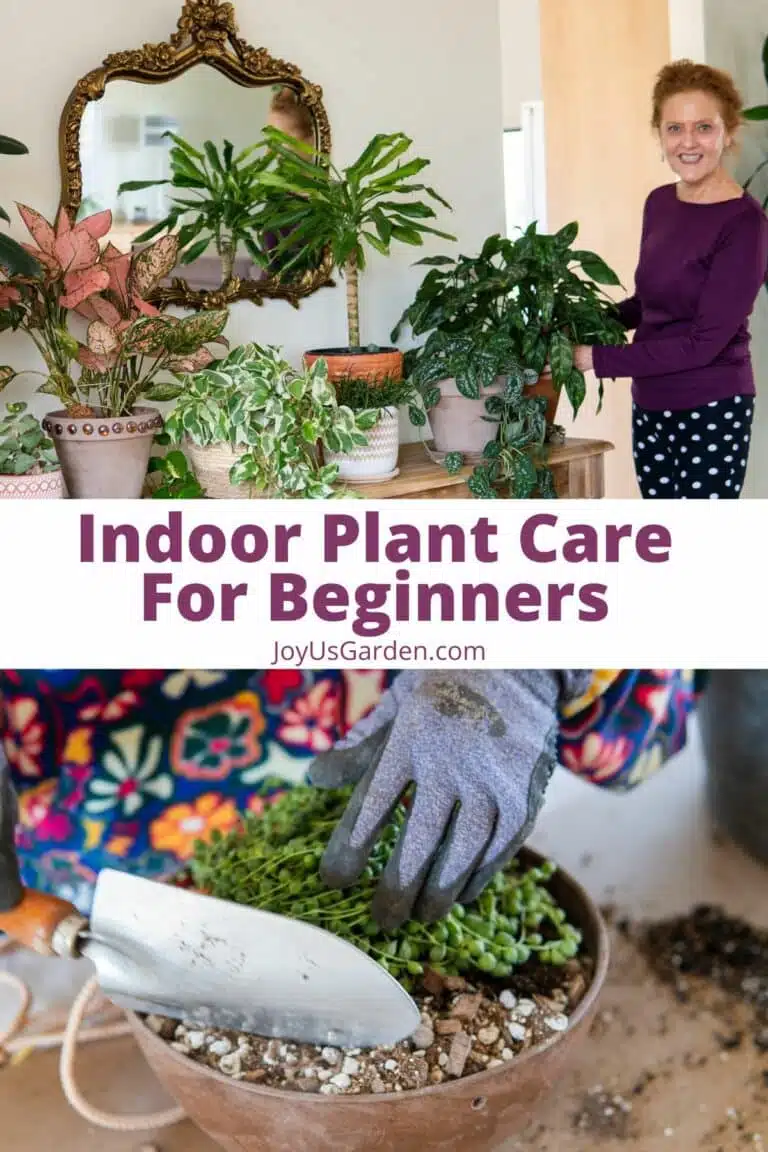 2 photo collage top photo nell foster standing next to indoor plant table bottom photo string of pearls repotting text reads indoor plant care for beginners joysugarden.com