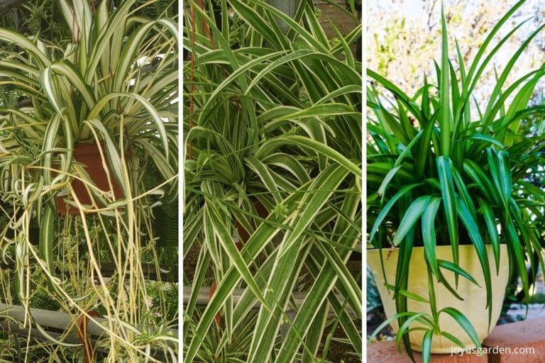 Spider Plant Care & Essential Growing Tips (Complete Guide)