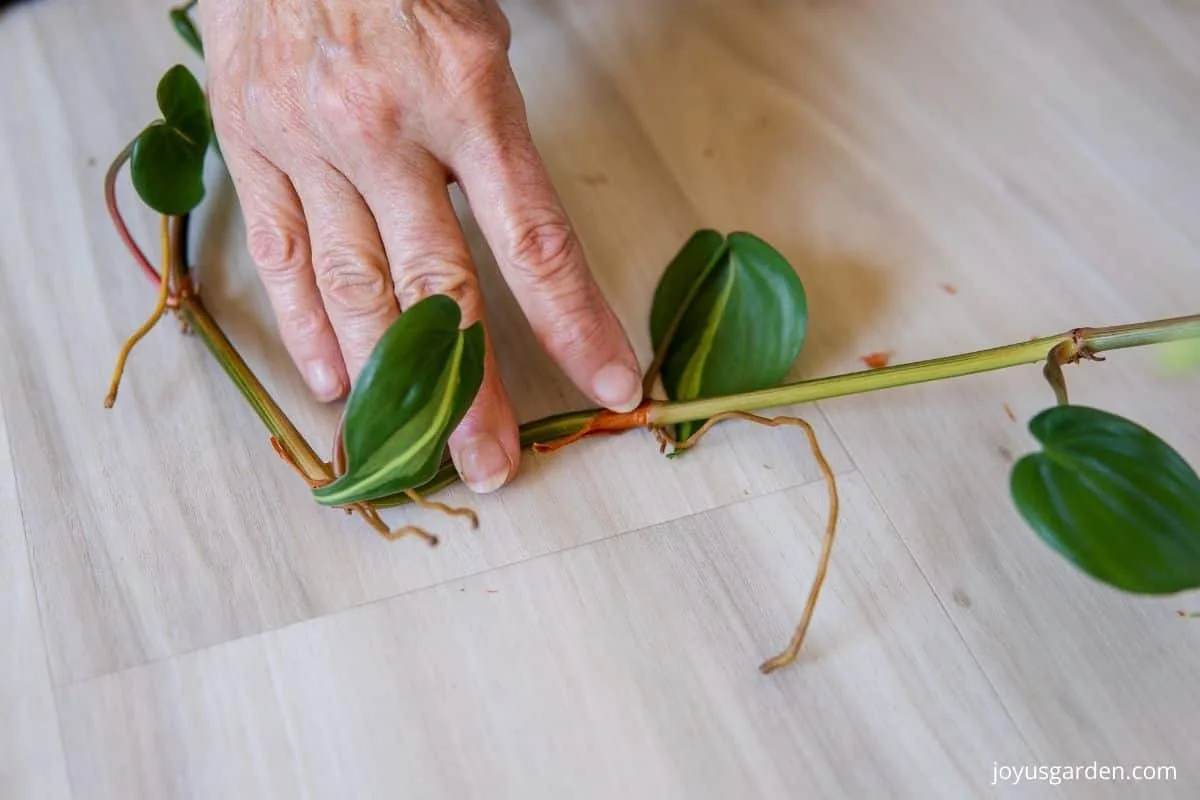 a finger points to a plant node on a philodendron brasil stem cutting