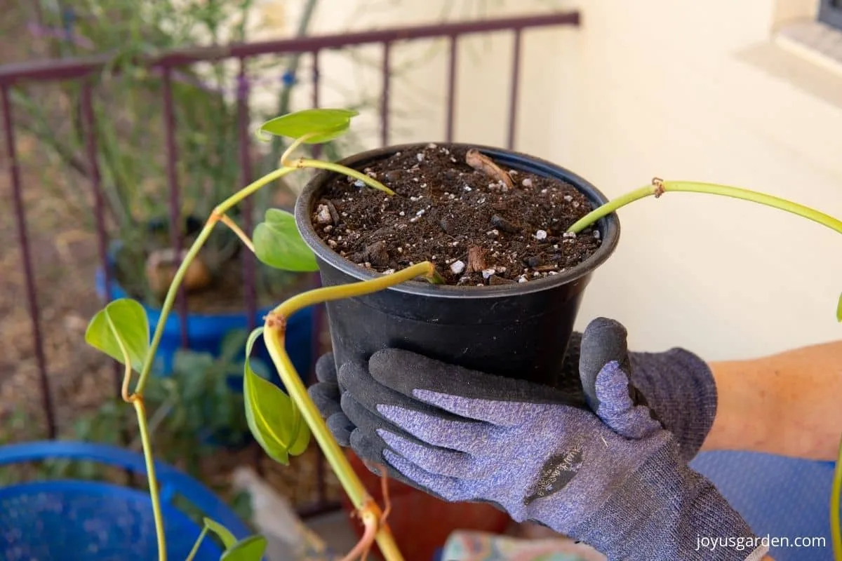 hands with gardening gloves hold a grow pot with 3 philodendron brasil stem cuttings planted in