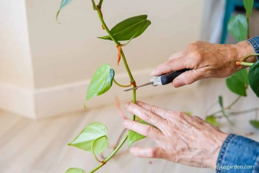 a philodendron brasil stem is being cut right below a node with a pair of floral snips