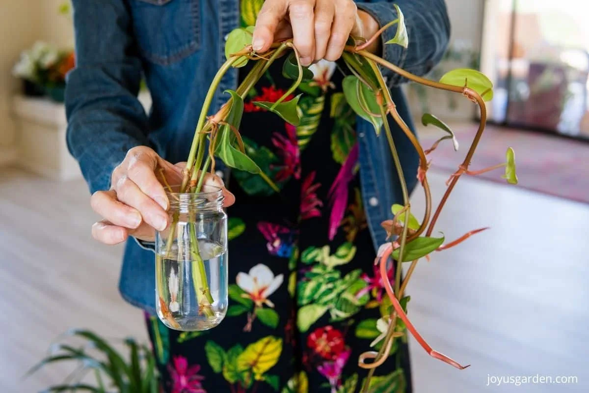 close up of a woman holding 3 philodendron brasil cuttings in a glass jar with water