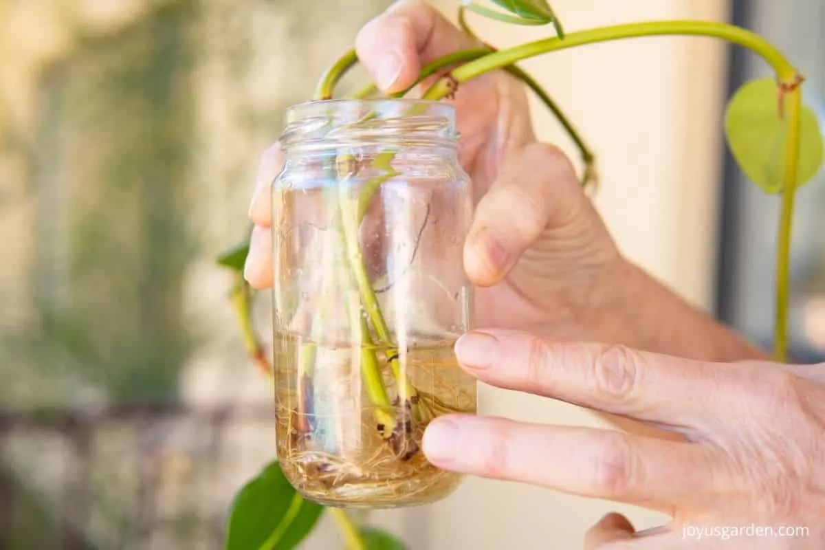 close up of 3 philodendron brasil stems with roots in a glass jar with water