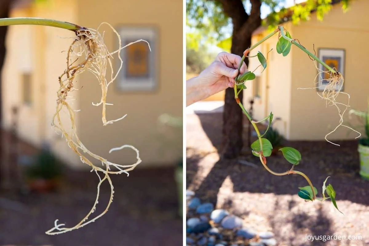 a collage with 2 photos 1 is a close of of the roots of a philodendron brasil stem cutting & the other a philodendron brasil cutting with roots being held by a hand