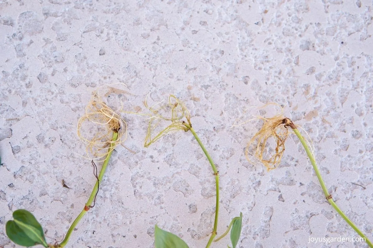 close up of 3 philodendron brasil stem cuttings with roots on the ground