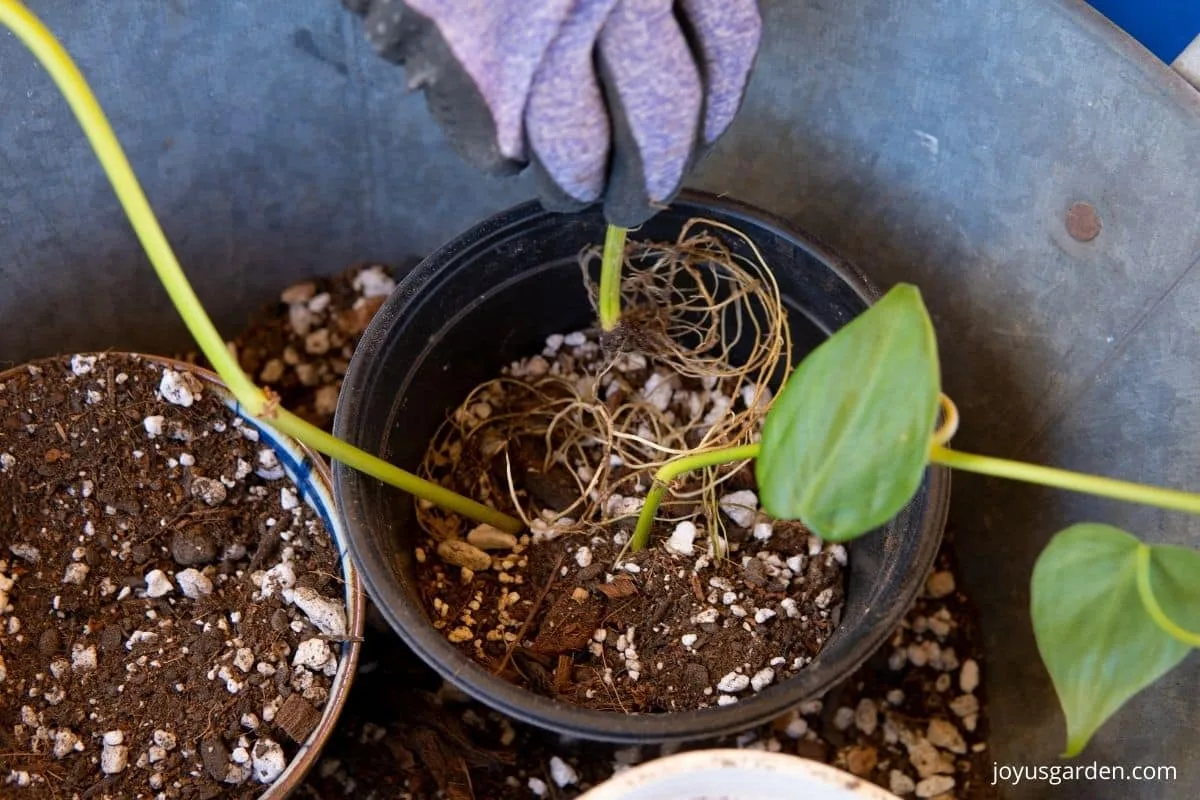 looking down on philodendron stem cuttings in a grow pot in a tin bin