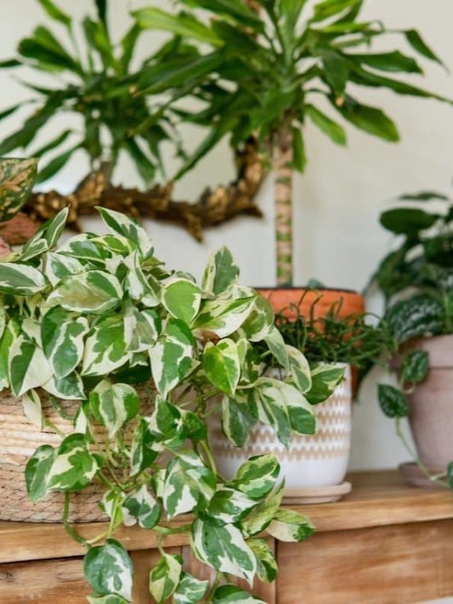 Indoor Plant Decor: Plant Styling A Table