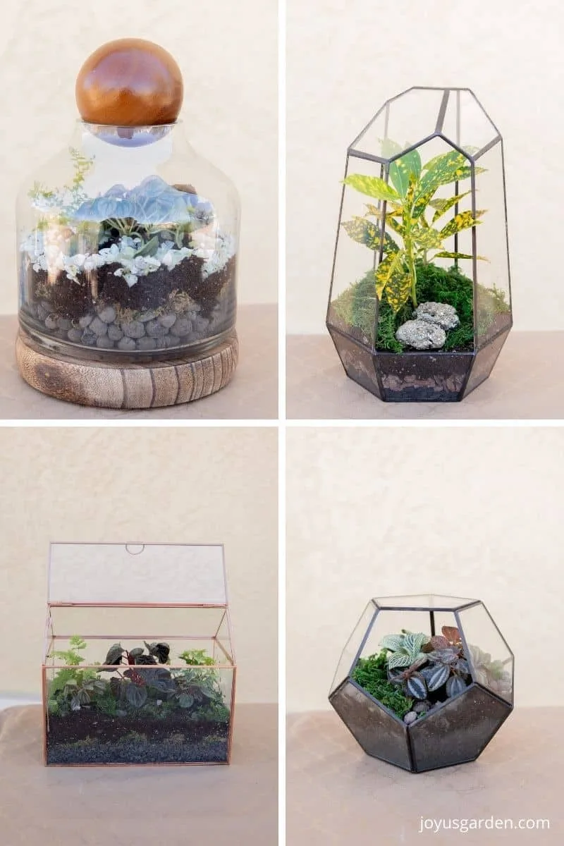 A collage with 4 different glass terrariums with mini plants in them.