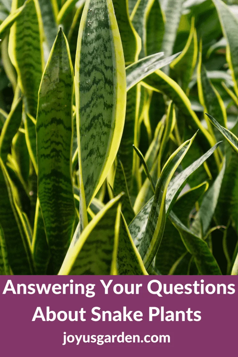 close up of snake plant leaves edged in yellow the text reads answering your questions about snake plants joyusgarden.com