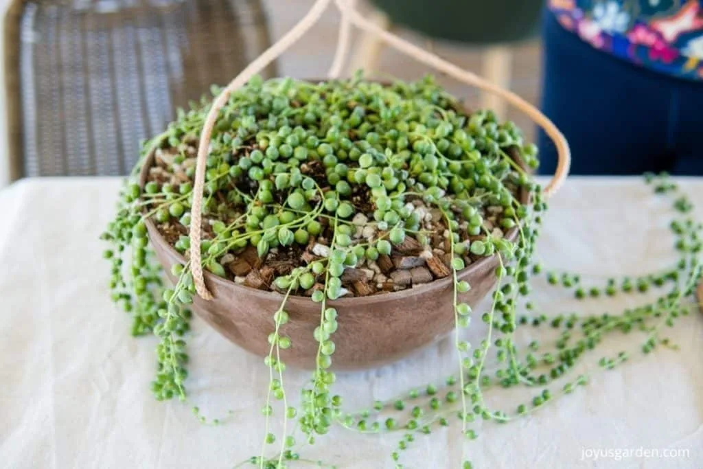 a string of pearls with long trails in a hanging pot sits on a table