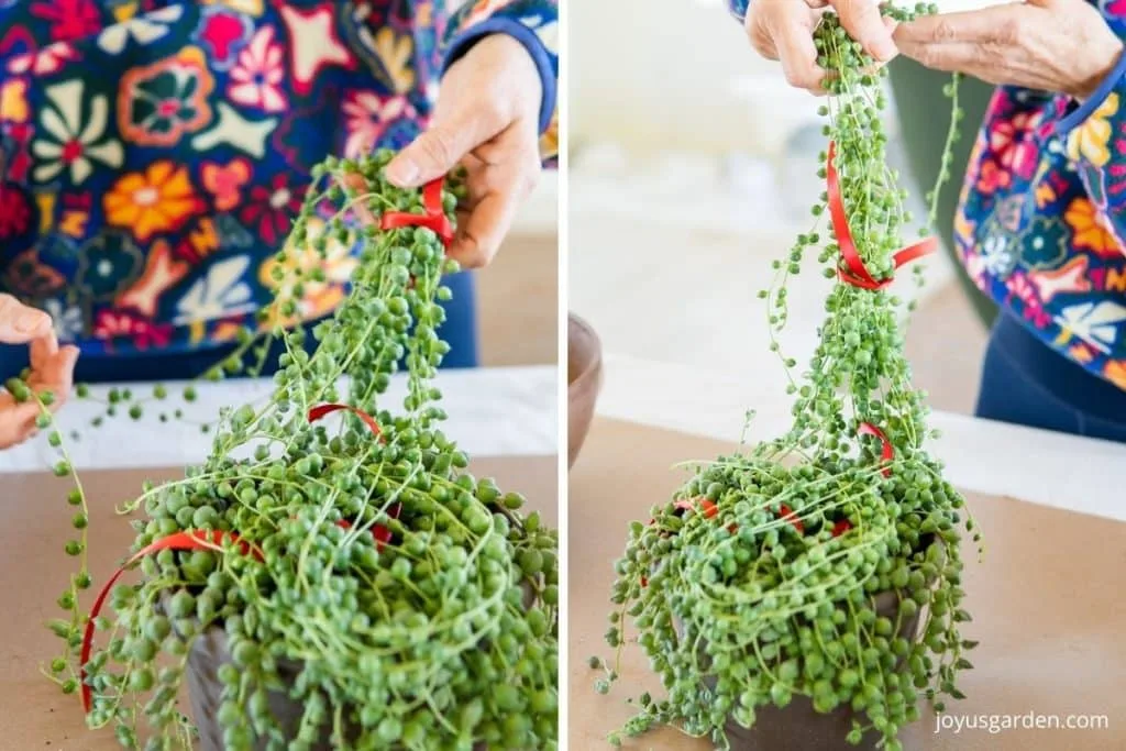 a collage of 2 photos of string of pearls succulents being tied into 2 pigtails for repotting string of pearls