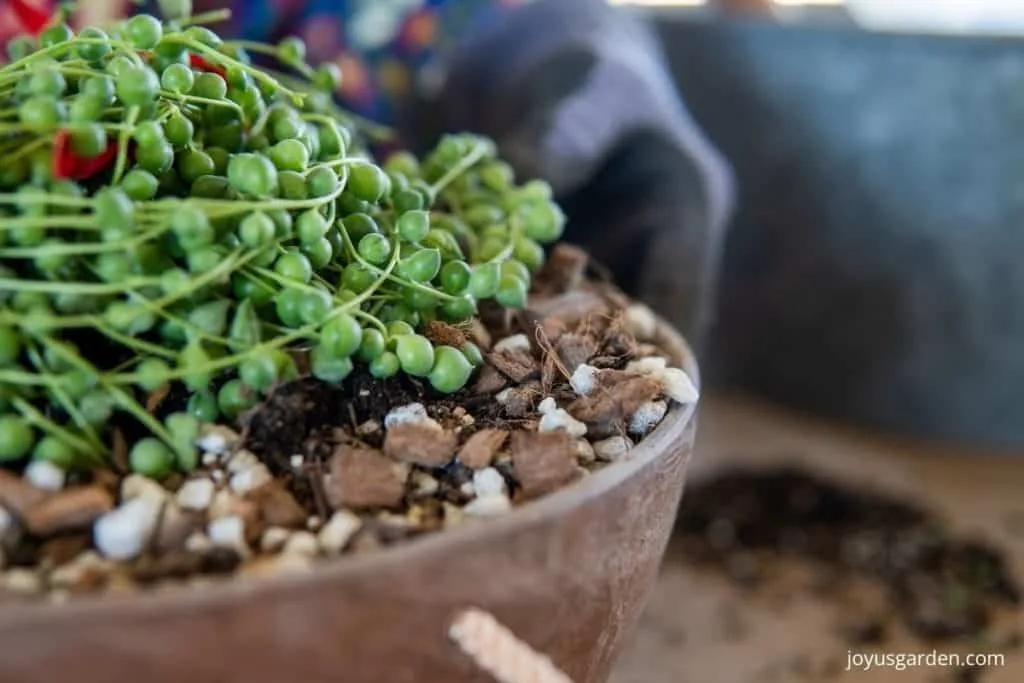 close up of a section of a newly repotted string of pearls plant