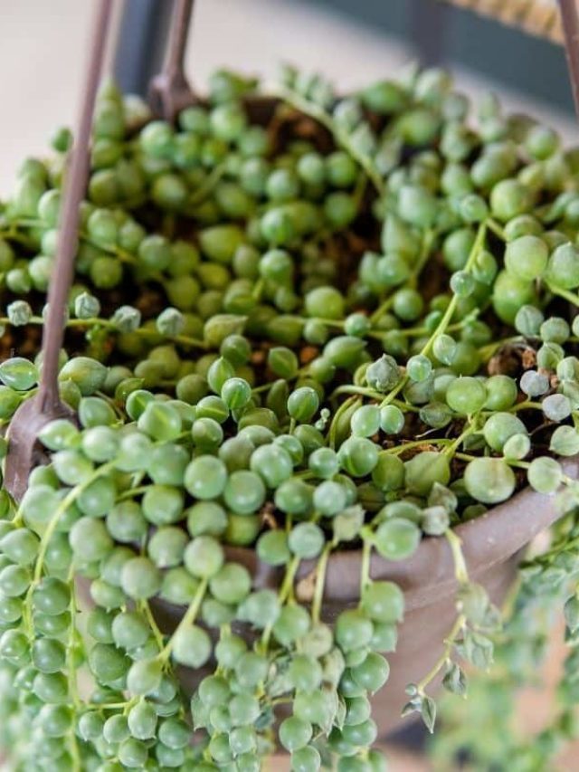 Repotting A String Of Pearls (Senecio rowleyanus)